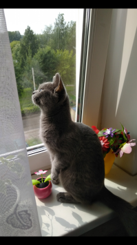 Субботний котопост