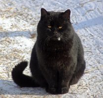 На фотографиях Аллы Лебедевой попадаются просто сатанинские коты. 
И хорошо выглядят. У3личная кошка хорошо живет в деревне. В городе чушкуется быстро.