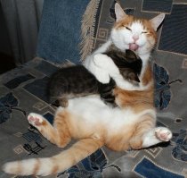 Субботний котопост
