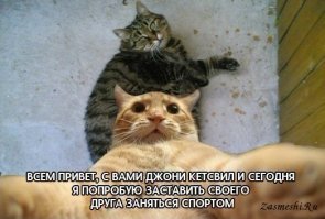 30 фотографий котов-скотов