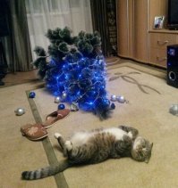 Для котиков есть где разгуляться