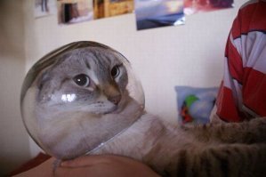 Субботний котопост