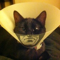 Субботний котопост