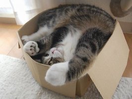 Субботний котопост