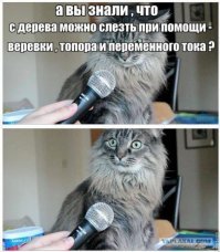 Чтобы спасти котенка, бразилец бросился ломать фасад чужого магазина