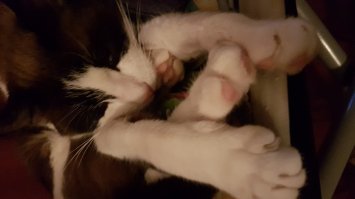 Очень колоритные уличные коты