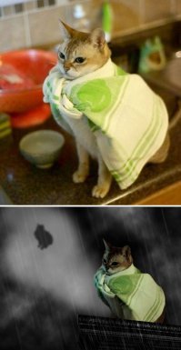 Субботний котопост