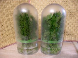 У меня вот такой контейнер, в нем вообще отлично хранится