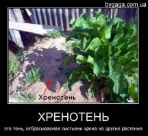 Как хранить зелень в холодильнике