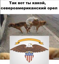 Собачки у них, понимаешь...