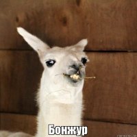 Топ-20: самые причудливые и уродливые животные, которые просто созданы для фильмов ужасов