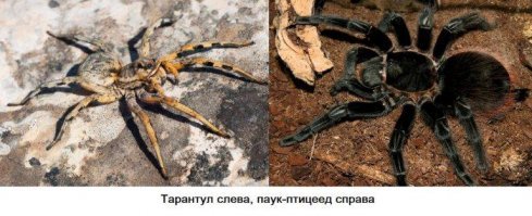 В одном из ресторанов Северной Каролины можно отведать бургер с тарантулом