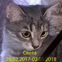 Второго января 2017г в возрасте 10 с хвостиком месяцев умерла наша Светонька. У неё начались судороги и пошла ртом кровь. за 2 минуты до смерти она играла с остальными малышками. Что случилось мы не понимаем, за несколько минут нашей малышки не стало. Сердце рвётся от боли, слёзы душат...