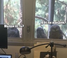 Совы на подоконнике Калифорнийского университета стали мемом