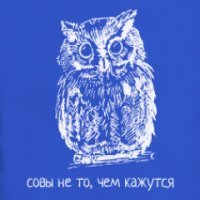 Совы на подоконнике Калифорнийского университета стали мемом