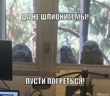 Совы на подоконнике Калифорнийского университета стали мемом