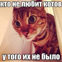 Минстрой за котиков!