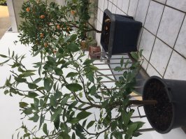 Мои деревца уже под 1.70м ! Мандарина гонит, и плоды и цветы одновременно и круглый год. Плоды кислющие и вообще не съедобные. Но на вид - фантастика. А лимон красава! Кожура толстая и не желтеет никогда. Оооочень ароматный и вкусный.