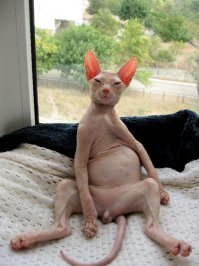 Она - был ОН!