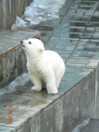 Почему-то не слишком белая малышка - климат европейский? Наша новосибирская Шилка поначалу была снежочком! ;)