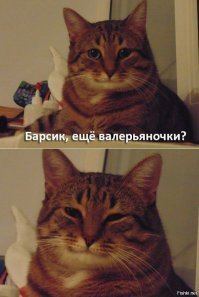 Минстрой разрешил котикам шастать по подвалам