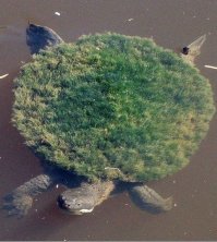 Всё покрывается мхом