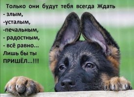 Очаровательный щенок получили в полиции должность "Офицер для обнимашек"