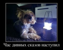 Верный друг. Фельдшер — о том, как собаки вызывают скорую своим хозяевам