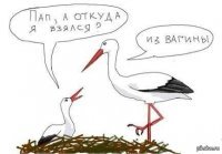 Аист каждый год пролетает 13 000 км, чтобы вернуться к любимой