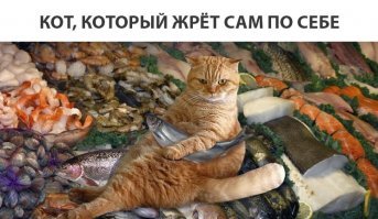 Кот — талисман