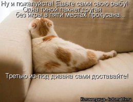 Кот — талисман