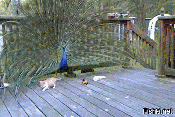 - Упс! Не получилось разбавить:)