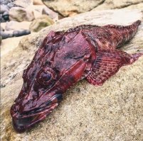 Птенец дракона))