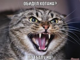 Стая диких кошек напала на пенсионера с собакой