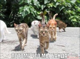 Стая диких кошек напала на пенсионера с собакой