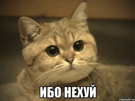 Стая диких кошек напала на пенсионера с собакой