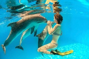 > "Нападают ли дельфины на людей?"
--
хм... на такую и я б разок напал... ;)