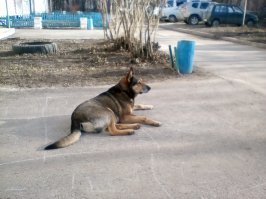 Хорош? Не могу похвастаться, что он обрёл семью, но жизнь у него получше, чем с некоторыми ублюдками.
Зимой, в самые морозы, появилось во дворе нечто, состоящее из башки, хвоста и скелета. Бог его знает, сам добрёл, или подкинули. Я уже писала, что у нас своеобразный посёлок, 4 хрущобы и все подкидыши у нас. Это чудо, естественно, не знало толком где спрятаться, нашёл диван и на нём пытался согреться.
Опять сработал наш местный обычай не выкидывать объедки, понесли ему.
В общем, пёс молодой, активный, во дворе освоился. Даже не дружелюбен - ласков, дети его за хвост таскают, он с ними в песке кувыркается. 75 см в холке (сама мерила), взвесить, жаль, невозможно, шикарный был бы охранничек.
А в целом - как же надоели мрази, подкидывающие зверей, ну месяца не проходит, чтобы во двор к нам кого-нибудь не "определили".