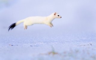 Вот это нифига не грызун.