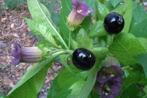 Белладонна