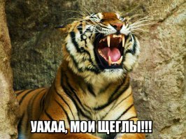 Стая диких кошек напала на пенсионера с собакой