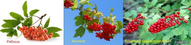Ядовитые ягоды. Как не отравиться