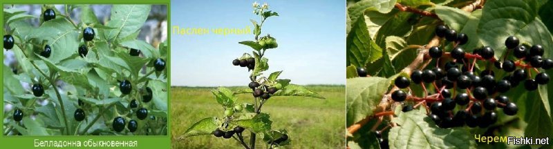 Ядовитые ягоды. Как не отравиться