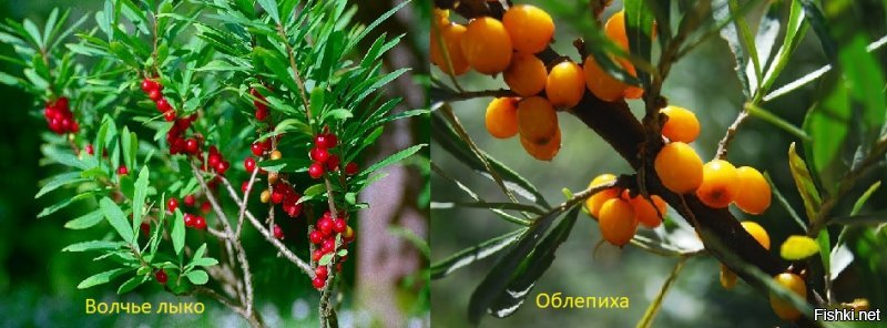 Ядовитые ягоды. Как не отравиться