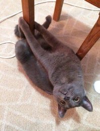Танцующие коты - на это можно смотреть бесконечно!