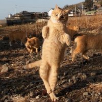 Танцующие коты - на это можно смотреть бесконечно!