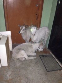 Козочки только две:)...