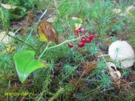Майник двулистный, дальний родственник ландыша. Лекарственное растения, как и ландыш, и от тех же болезней.
Неприятная особенность - то, что он часто растёт вперемешку с брусникой, и нужно быть очень внимательным, чтобы не набрать яду. О промышленном сборе брусники "черпаком" и говорить не стоит.