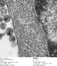 Т.е. десятки, если не сотни, ежегодных публикаций статей со всего мира с своими оригинальными снимками, уже не авторитет? Заговор аннунаков? ЗОГ? Жидомасоны купили всех? Ау, шапочка из фольги не жмёт?

Вот снимки 2006. года, 2017, 2003 итп годов. Вот и "неповтояремые" снимки, лол.