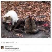 Стая диких кошек напала на пенсионера с собакой